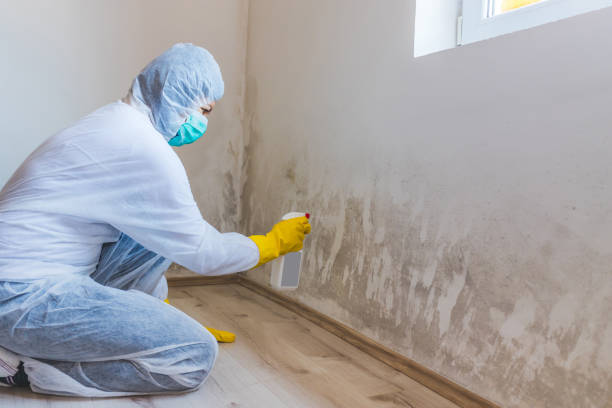 Licensed Basement Mold Remediation service in Spring Hill, FL - Car Mold Remediation