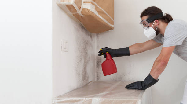 Professional Basement Mold Remediation technician working in Spring Hill, FL