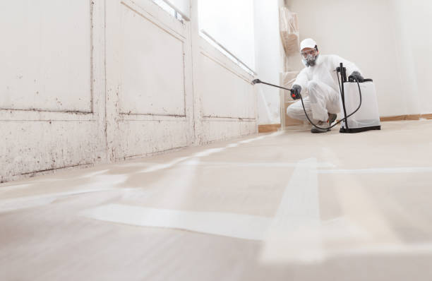 24/7 Emergency Basement Mold Remediation experts in Spring Hill, FL