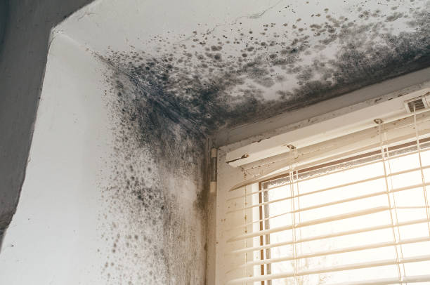 Affordable Basement Mold Remediation solutions in Spring Hill, FL