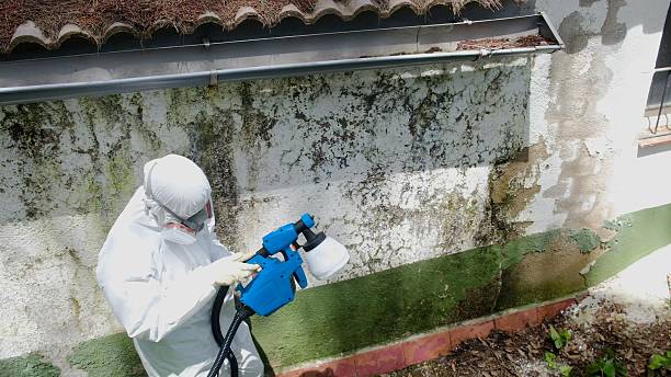 Top rated local Basement Mold Remediation specialists in Spring Hill, FL